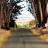 small image of lane lined with trees